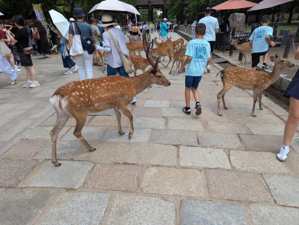2025-07-12nara03