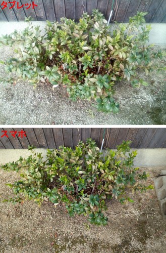 2025-12-10画像比較植物