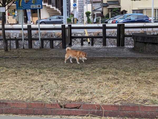 2025-12-13首輪をしたままの犬