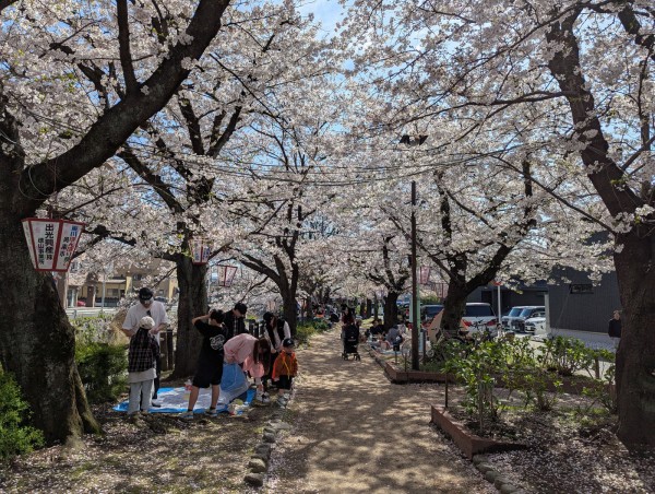 2026-04-05花見02